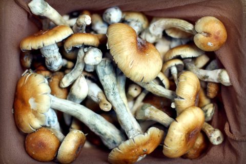 Magic mushrooms Online UK