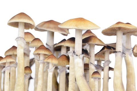Mycelium Pes Amazonian Mushroom Growkit 1200cc