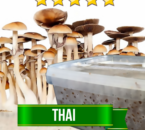 Thai Magic Mushroom Grow-box