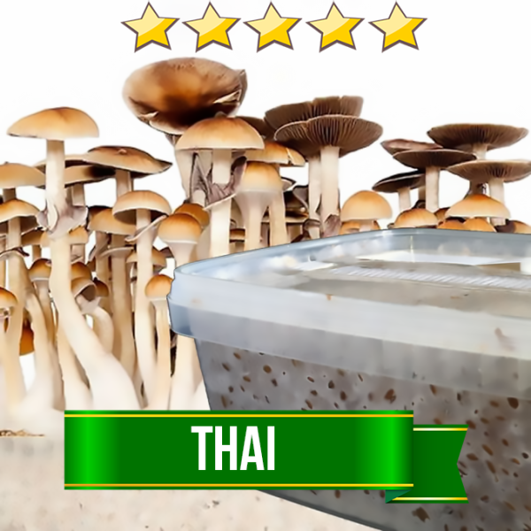Thai Magic Mushroom Grow-box